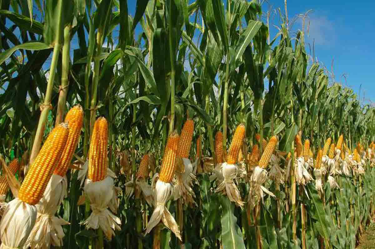 Advanced Maize Production Technologies